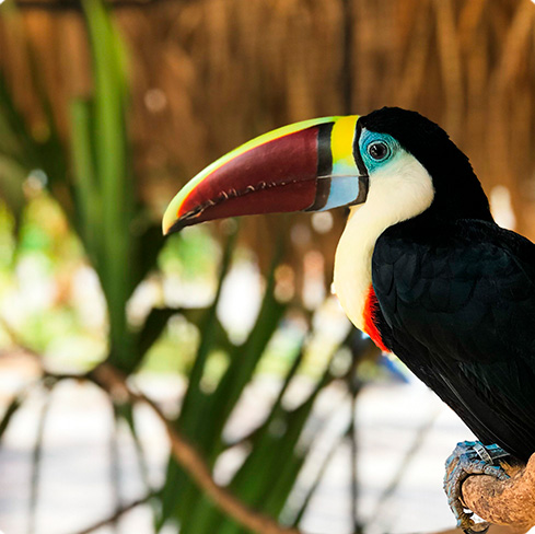 Dominicana темный шоколад 77%